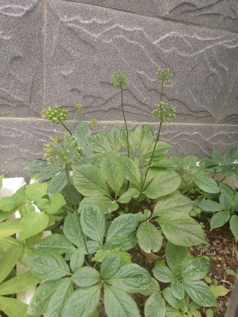 珠子参，又名扣子七地道药材