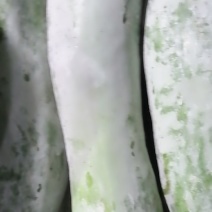 精品白东瓜