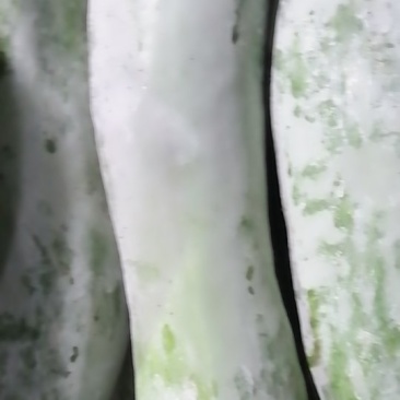 精品白东瓜