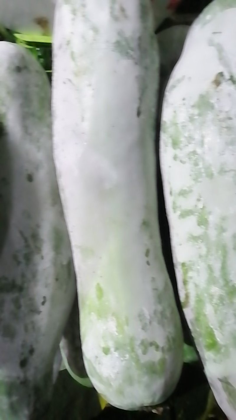 精品白东瓜