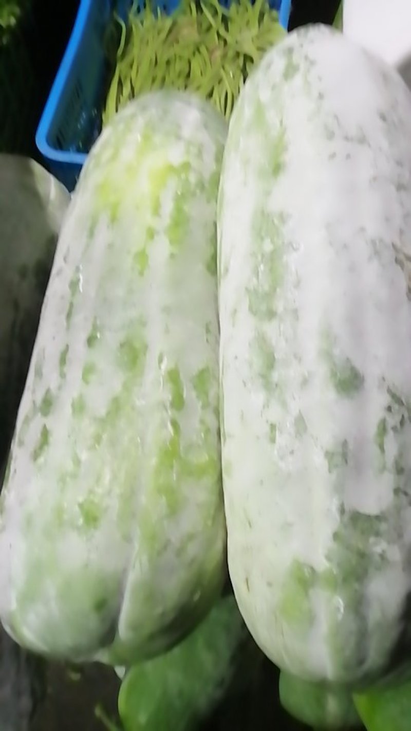 精品白东瓜
