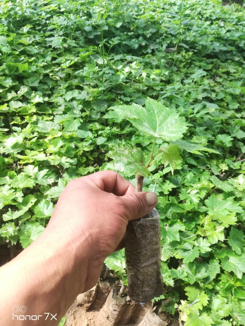 甜蜜蓝宝石葡萄苗，自家繁育的，保证纯度