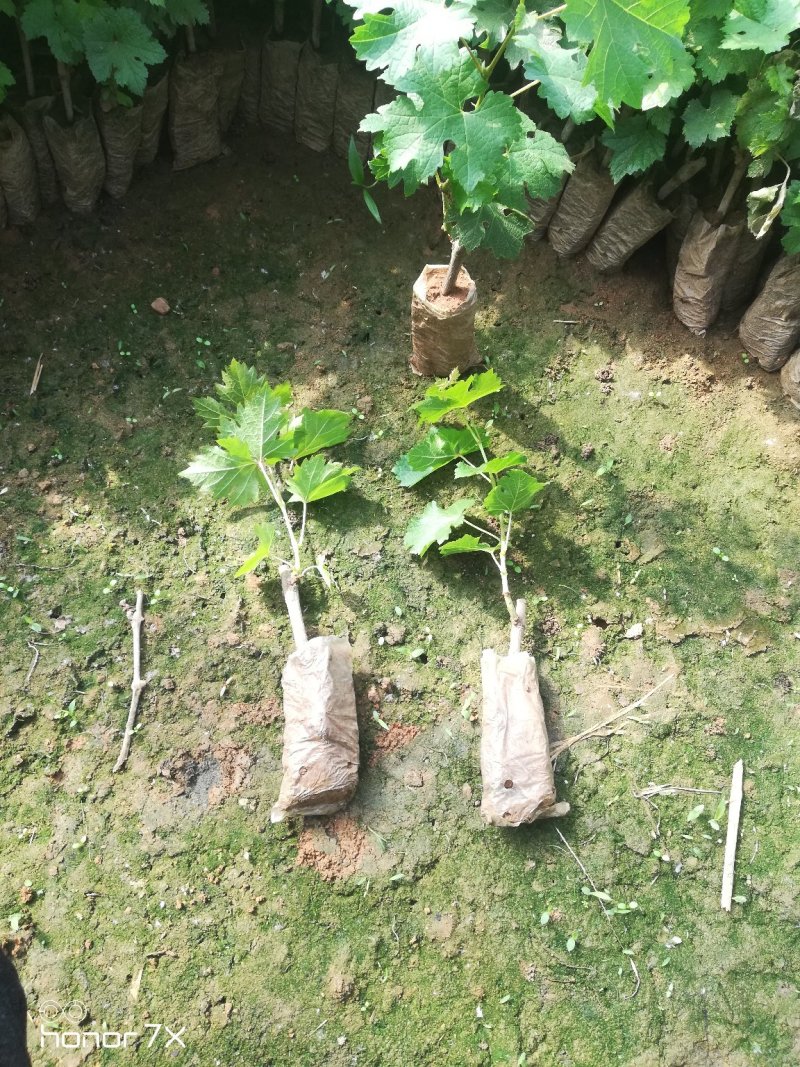 甜蜜蓝宝石葡萄苗，自家繁育的，保证纯度