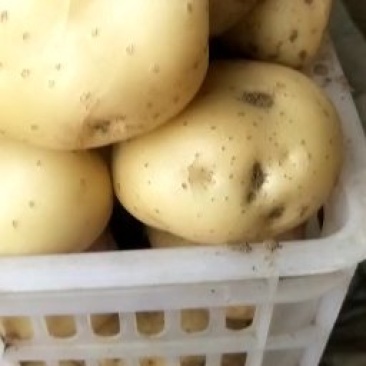 昌黎的中暑五号土豆真好啊