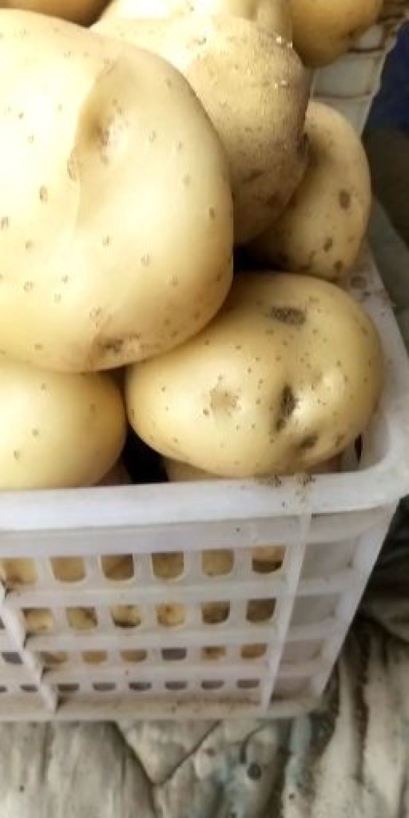 昌黎的中暑五号土豆真好啊
