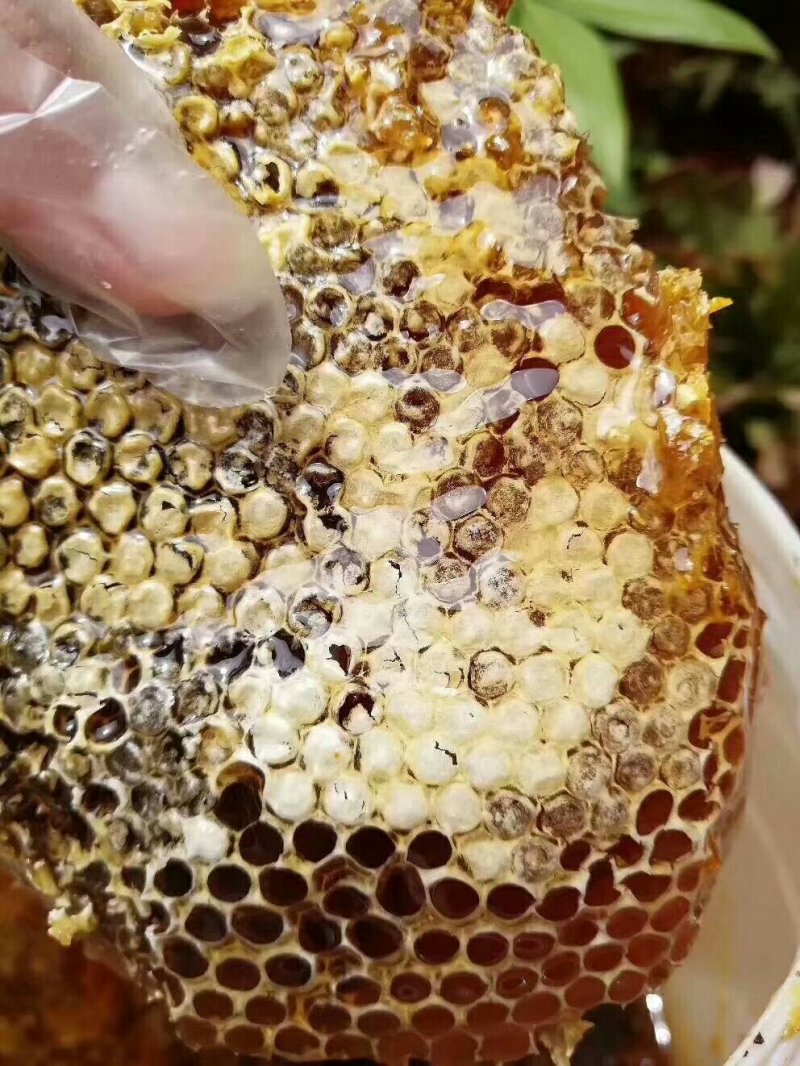 野生蜂蜜（原始森林里采的野生蜂蜜）