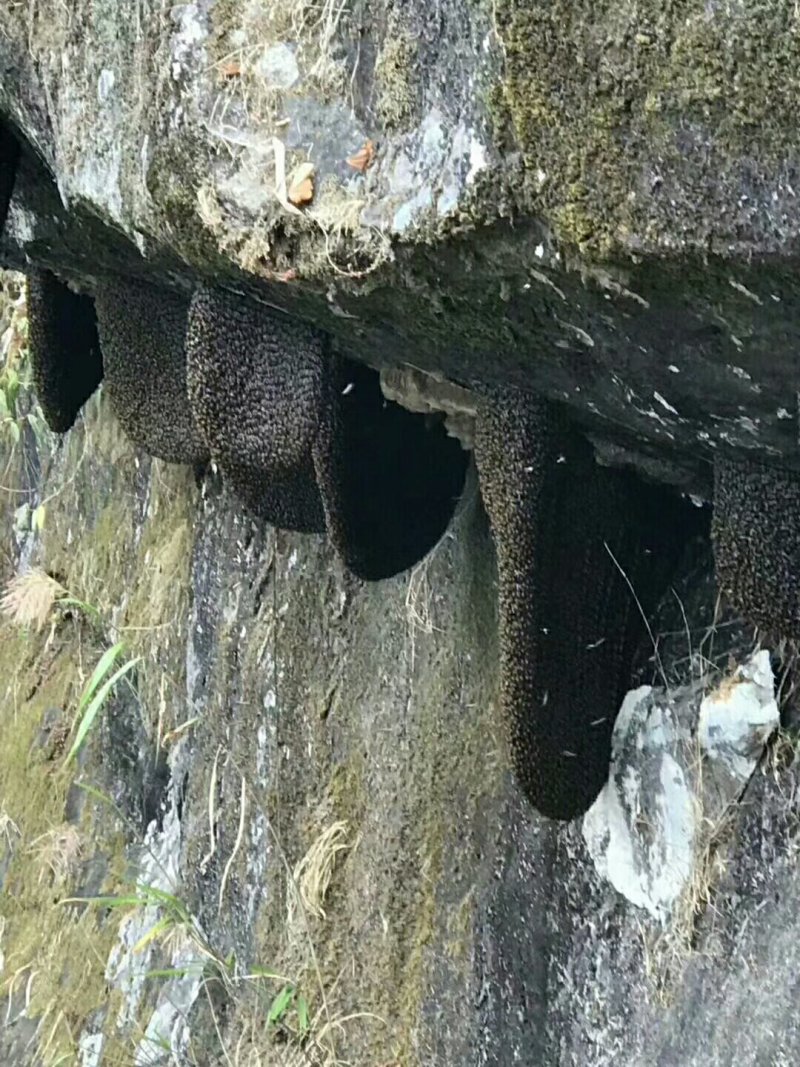 野生蜂蜜（原始森林里采的野生蜂蜜）