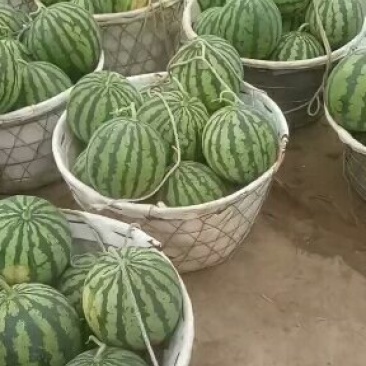 精品美都西瓜物美价廉，欢迎新老客户前来订购。