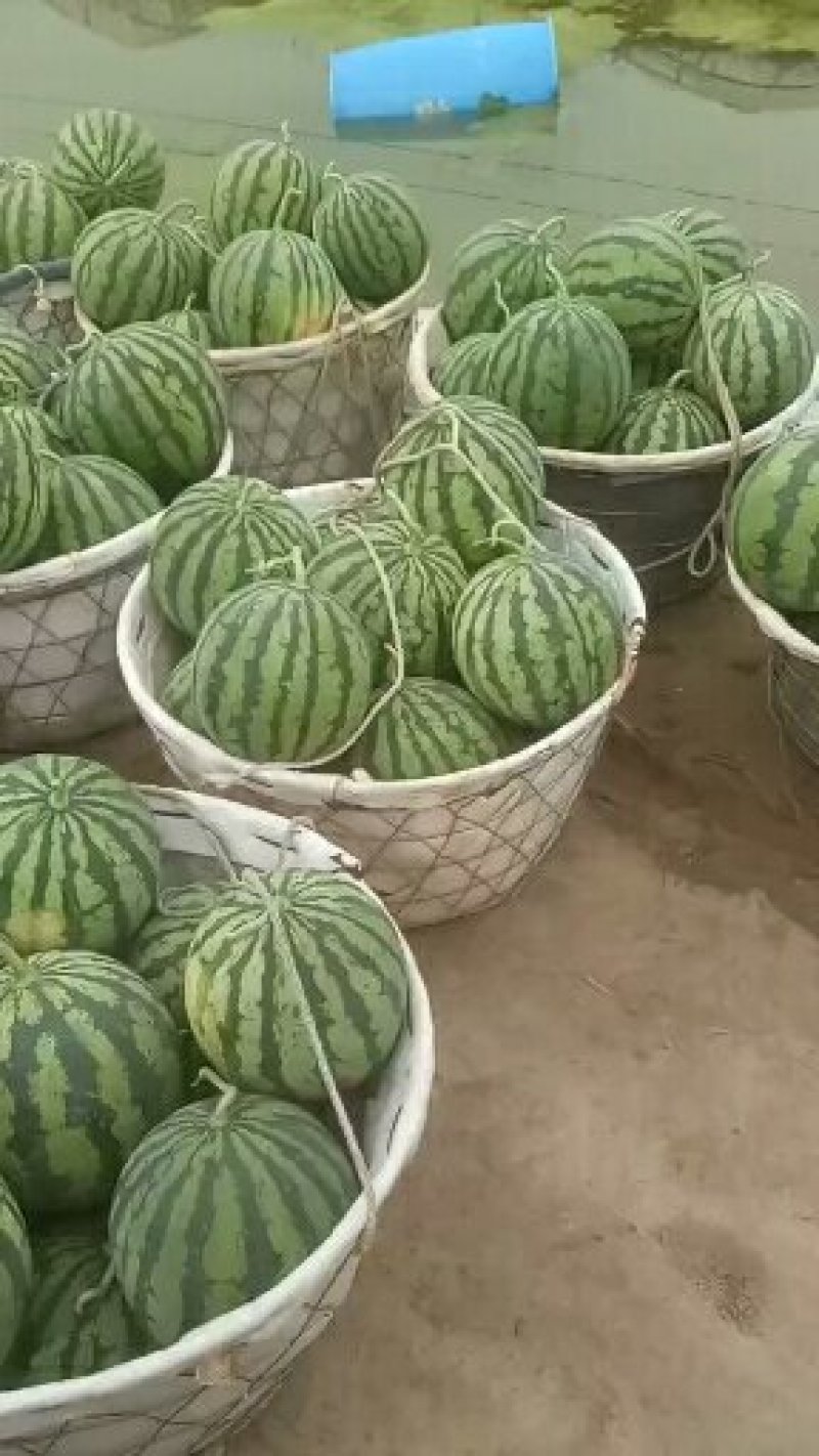 精品美都西瓜物美价廉，欢迎新老客户前来订购。
