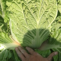 宁夏沙地大白菜3456斤水分小大量上市