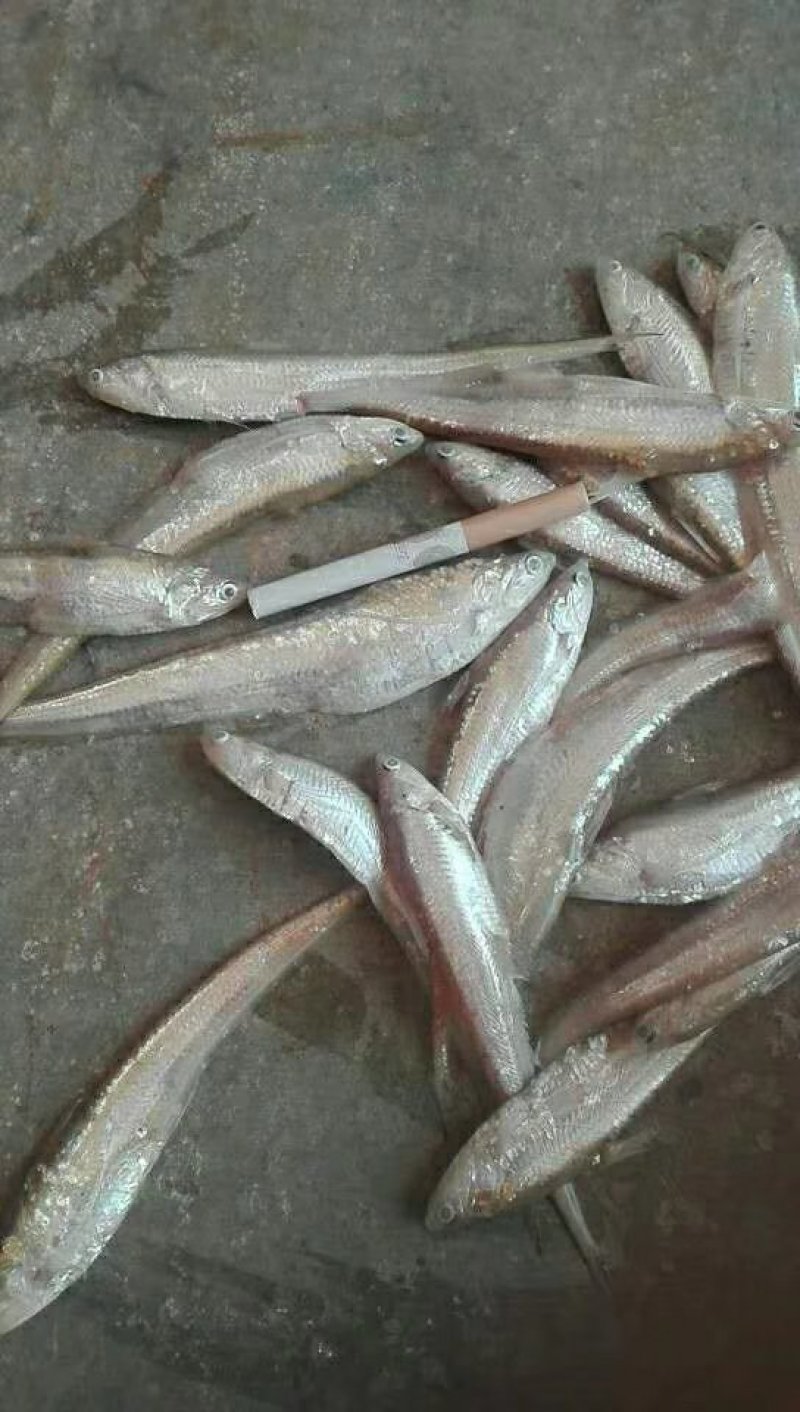 白虾.毛刀鱼