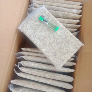 白虾.毛刀鱼