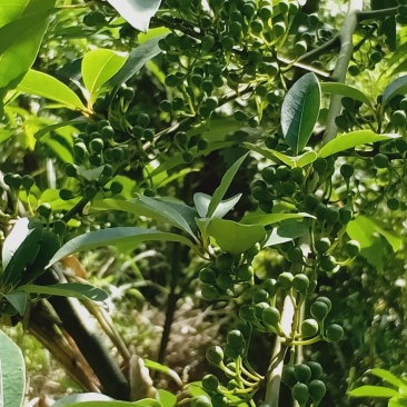 木姜子，又叫山胡椒，香味独特，欢迎联系！
