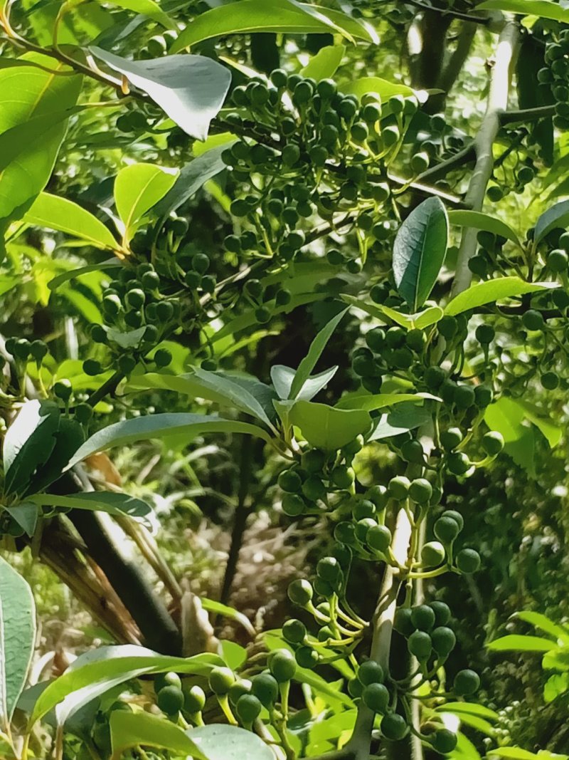 木姜子，又叫山胡椒，香味独特，欢迎联系！
