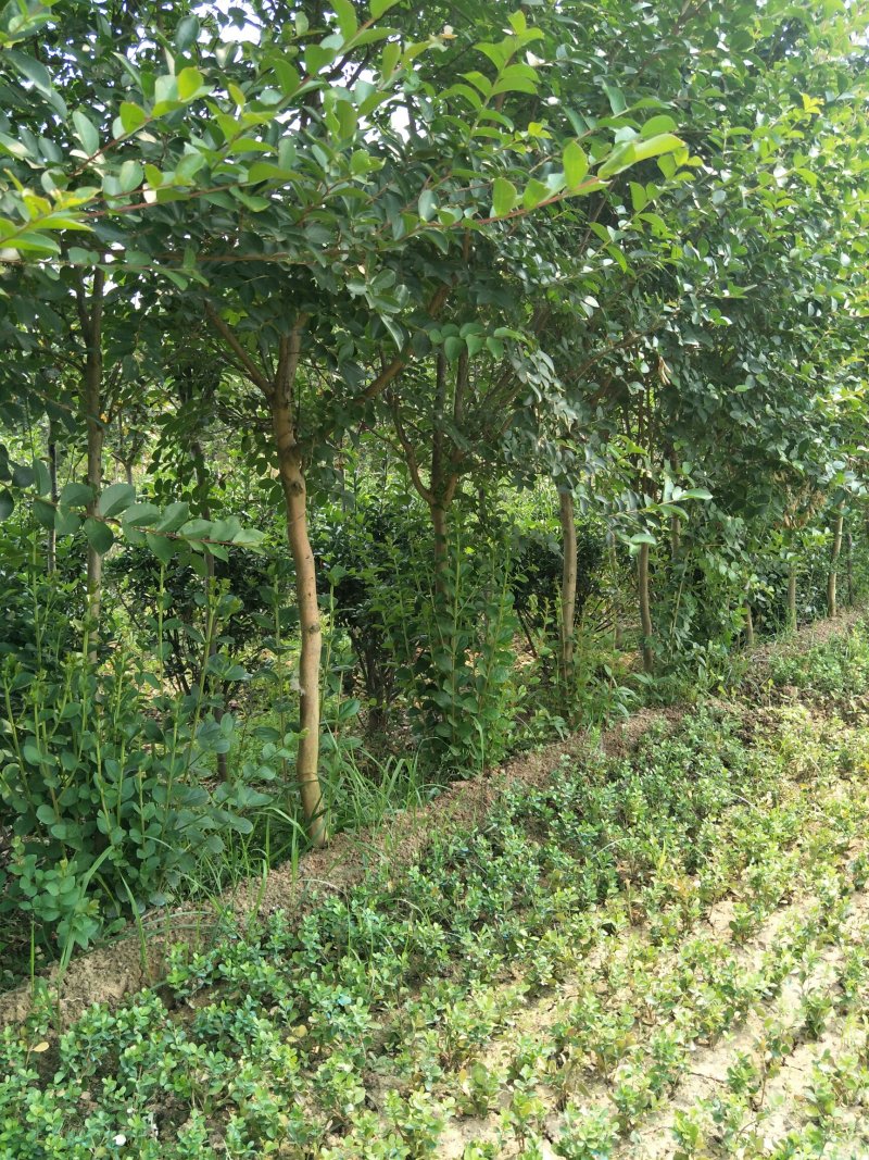 紫薇树丛生紫薇树品质好成活率高价格实惠欢迎选购