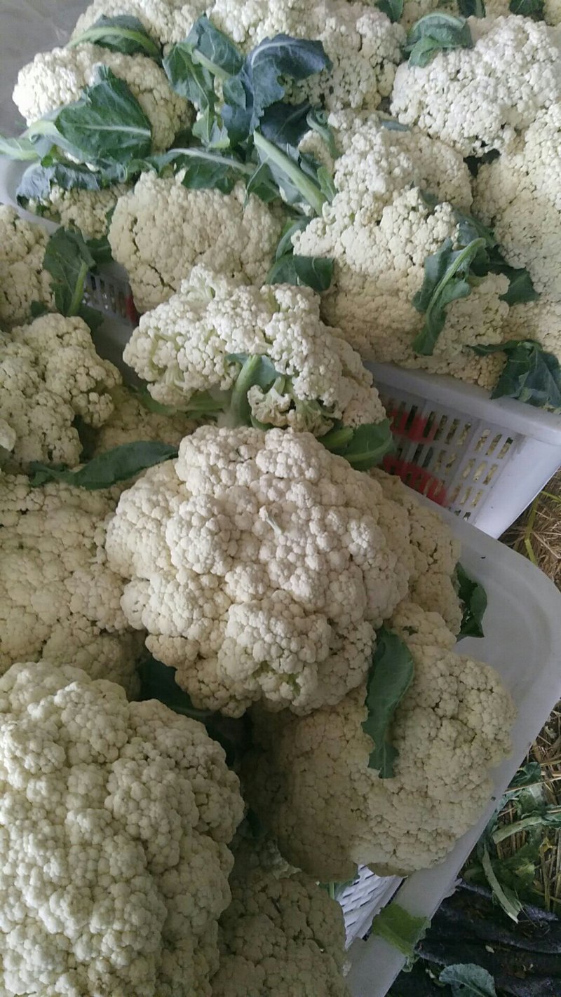 花菜青梗优质山东散花菜大量产地基地直供自家市场