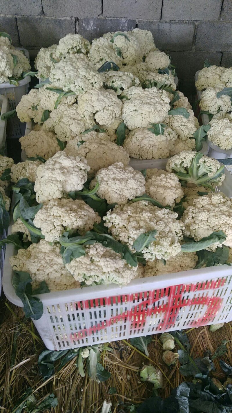 花菜青梗优质山东散花菜大量产地基地直供自家市场