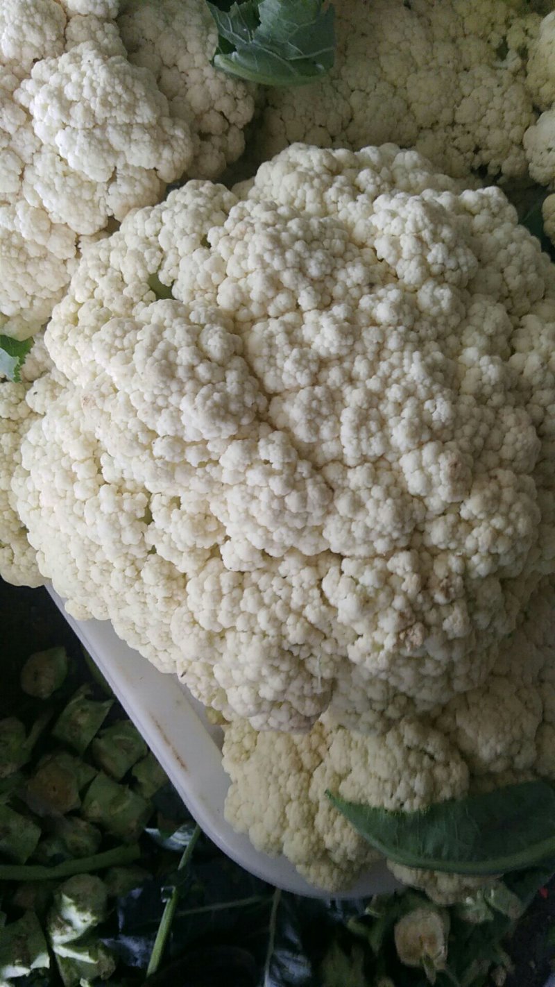 花菜青梗优质山东散花菜大量产地基地直供自家市场