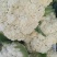 花菜青梗优质山东散花菜大量产地基地直供自家市场