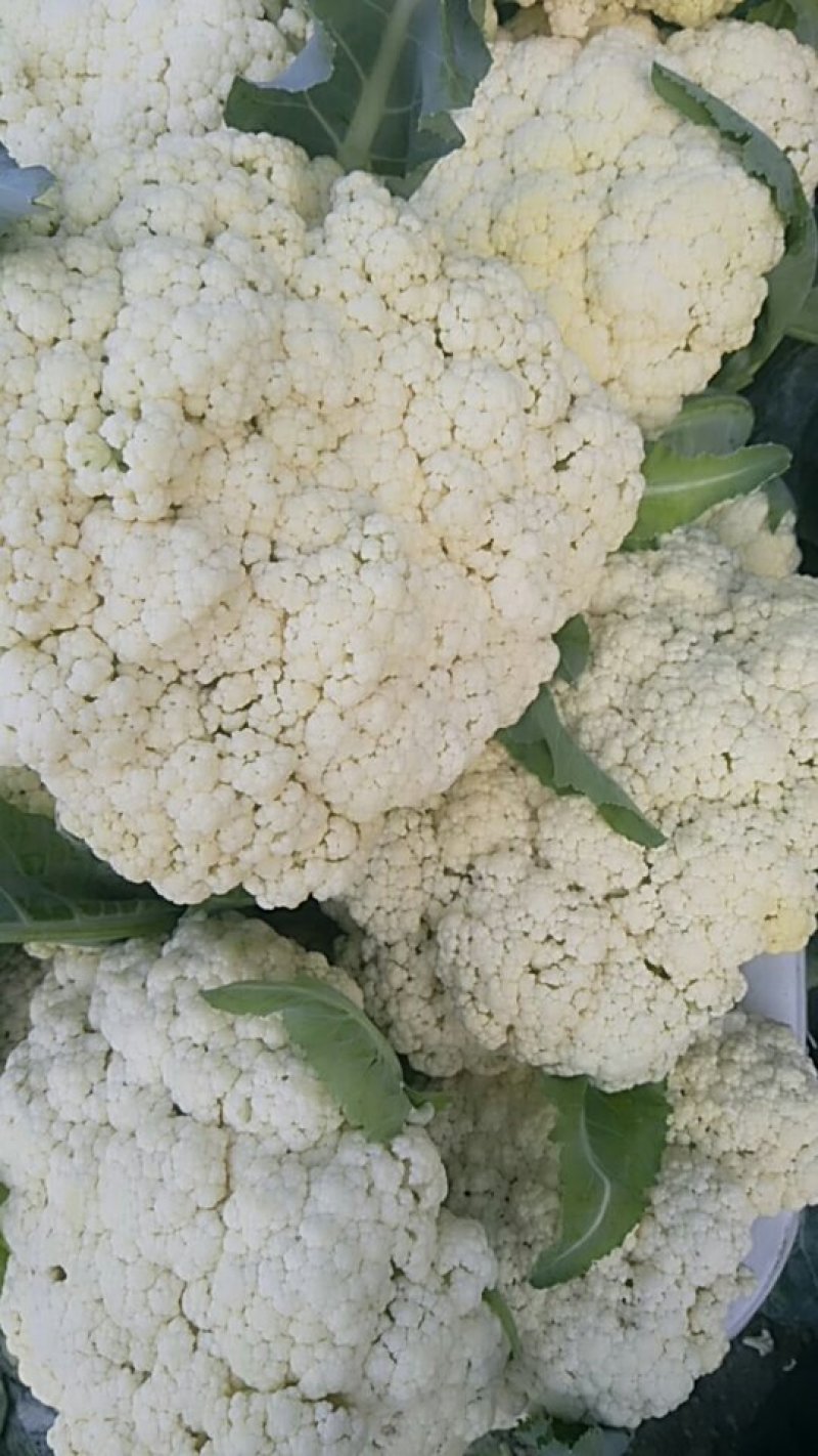 花菜青梗优质山东散花菜大量产地基地直供自家市场
