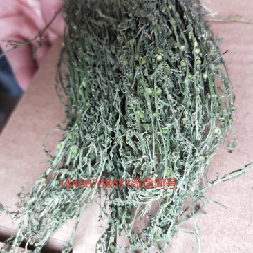 中药材百蕊草
