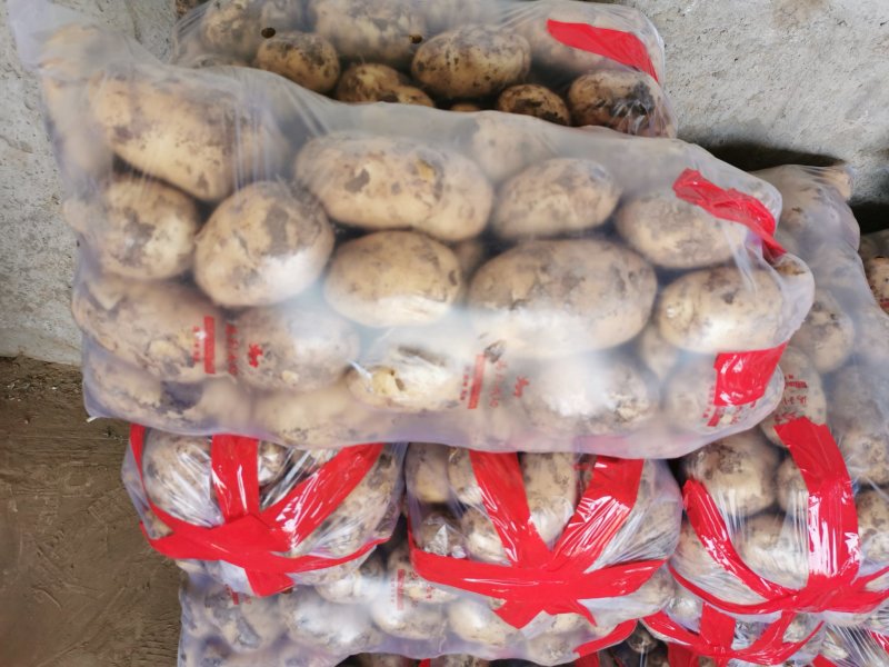 【荐】精品土豆大量上市中。品质保证，一手货源，欢迎选购