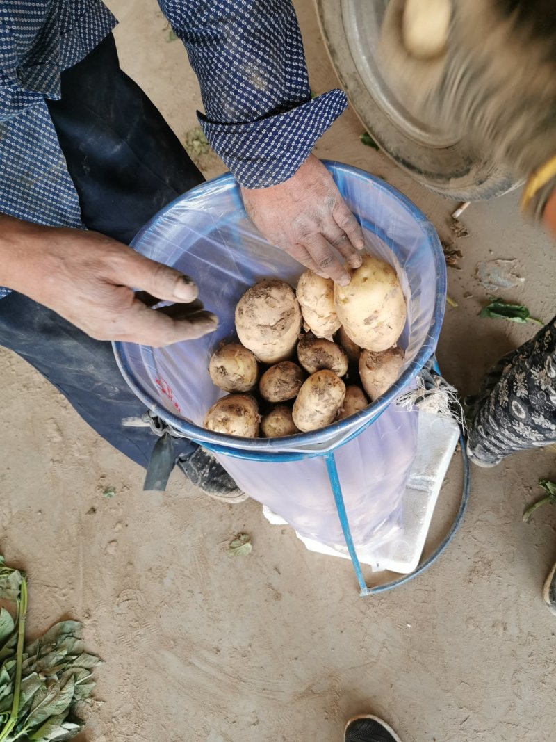 【荐】精品土豆大量上市中。品质保证，一手货源，欢迎选购