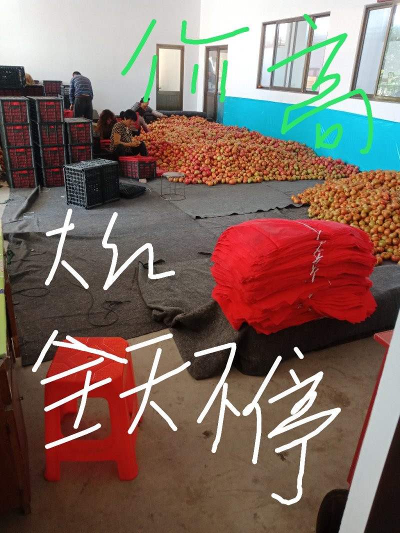 齐达利大红