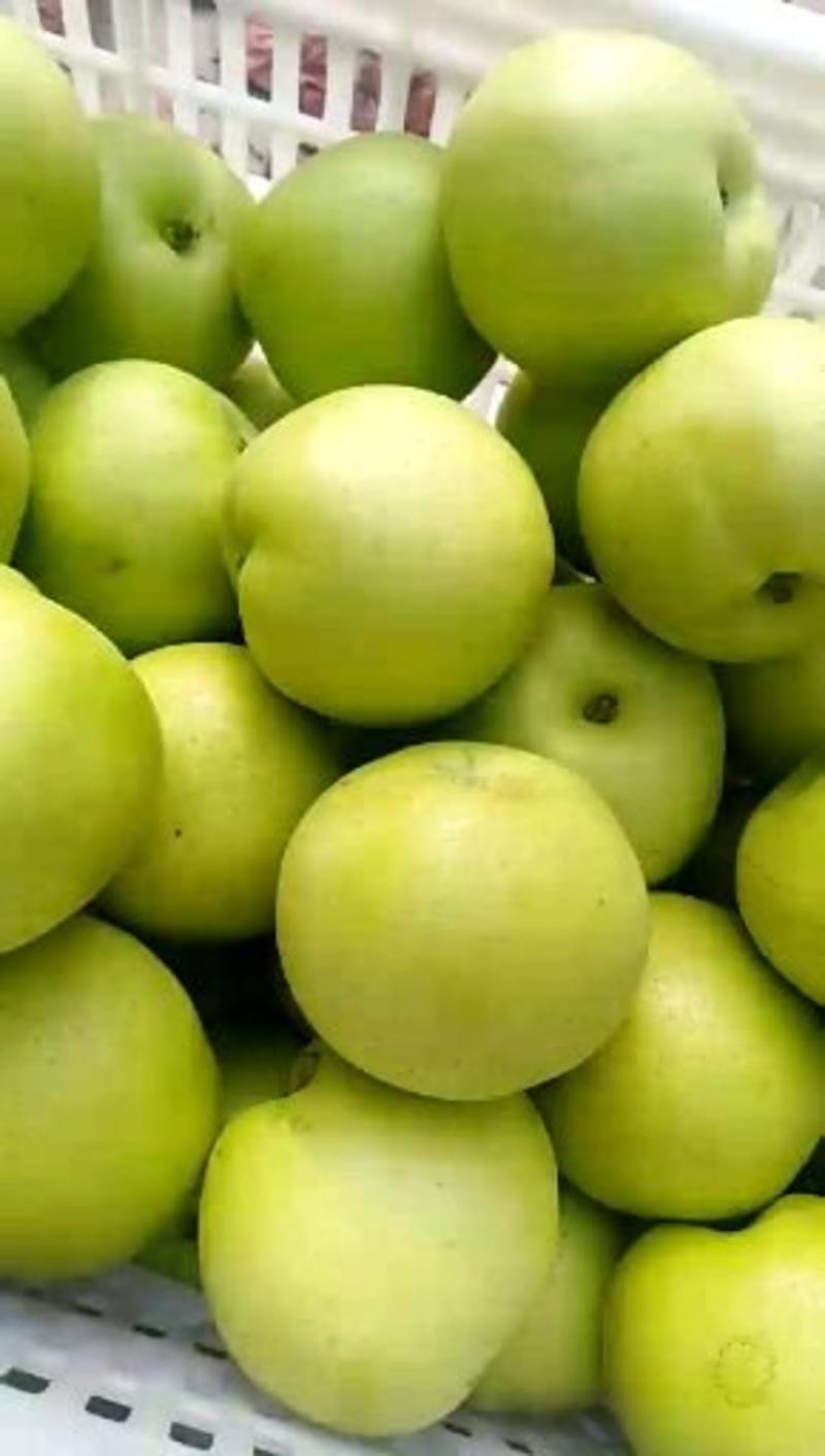 绿宝石梨产地300～500k纸袋♥脆甜多汁♥近期上市