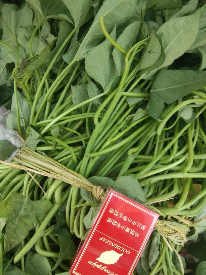 大量销售商薯19红薯苗，保证成活率