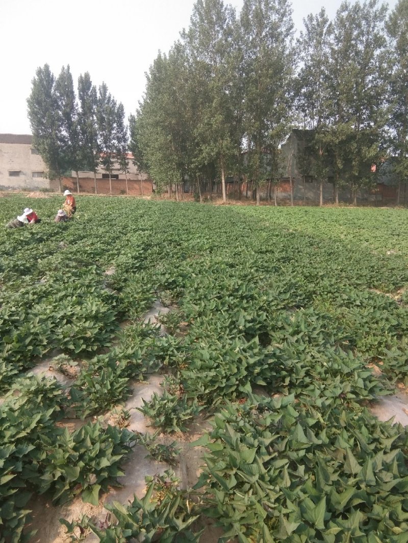 大量销售商薯19红薯苗，保证成活率