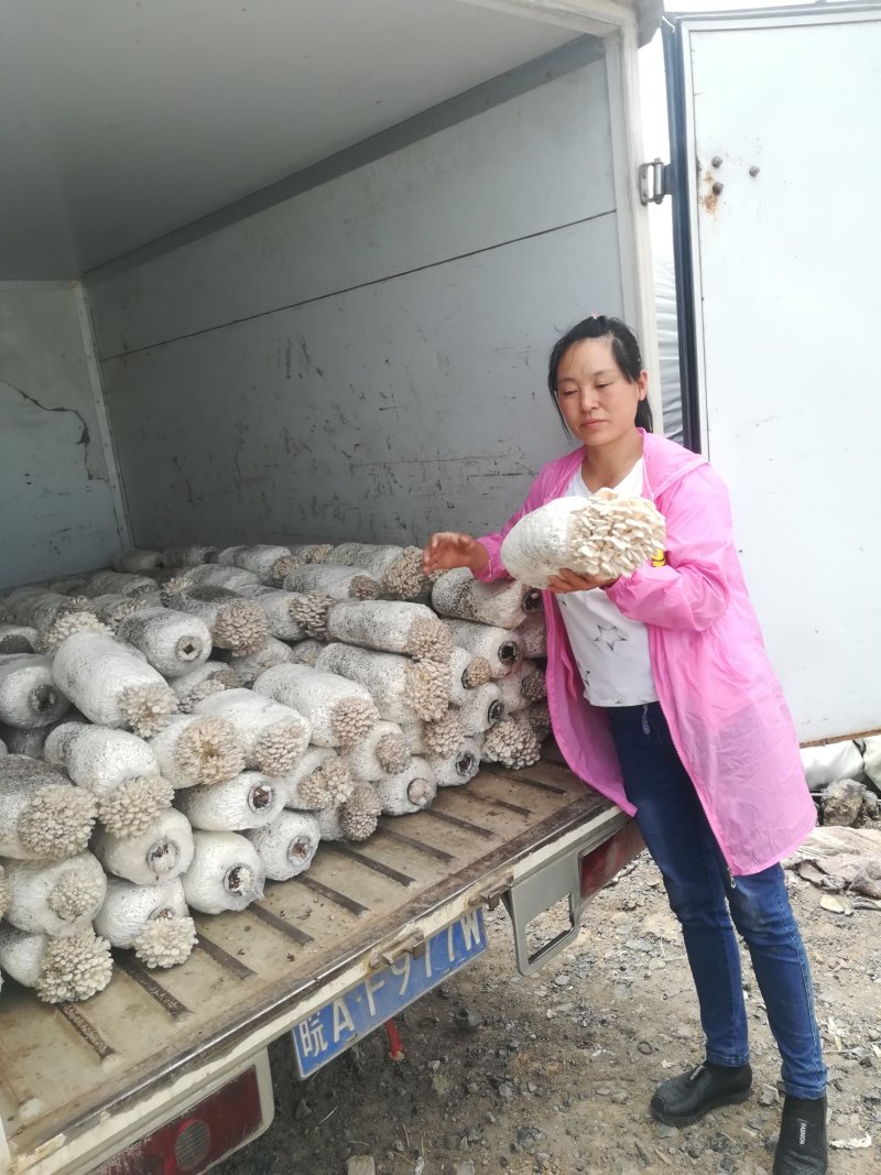 肥西县春红食用菌种植专业合作社秋冬黑平菇菌棒预订中……
