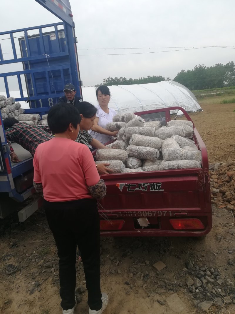 肥西县春红食用菌种植专业合作社秋冬黑平菇菌棒预订中……