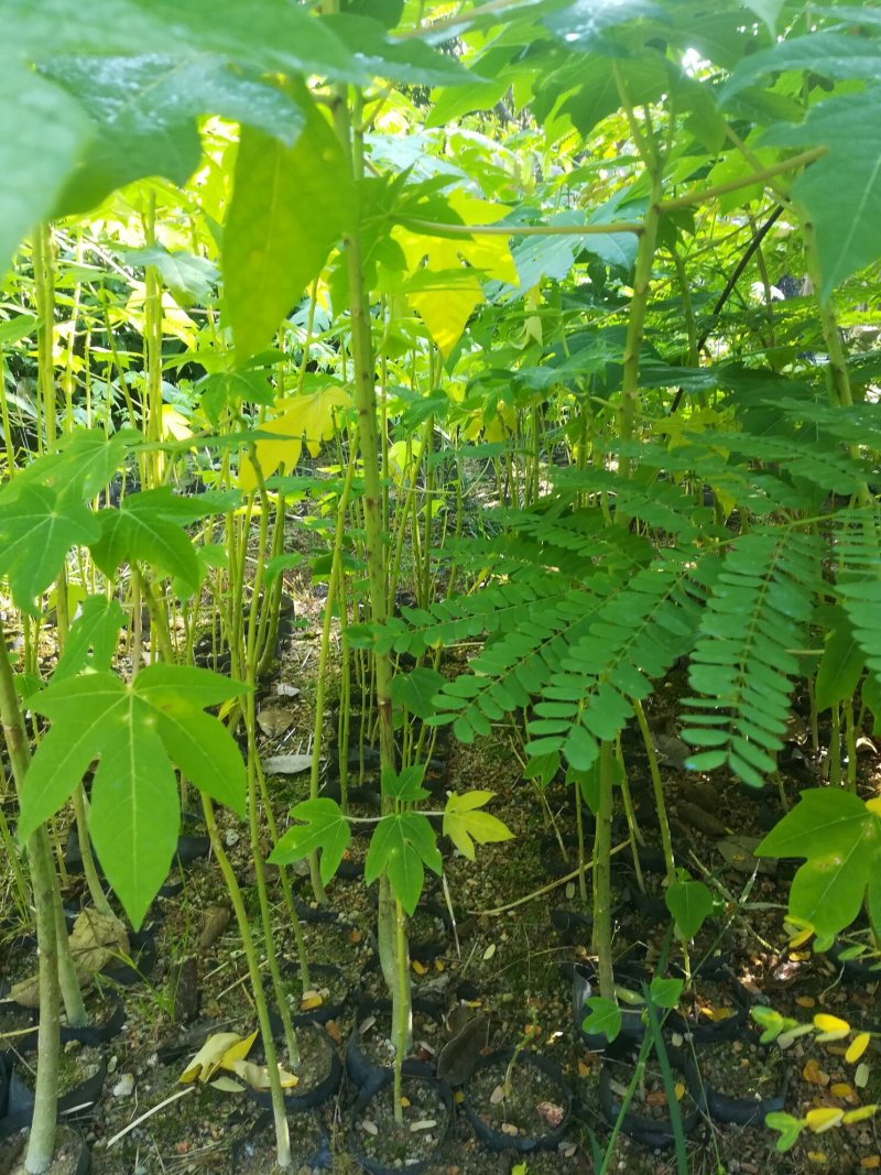 正宗水果木瓜苗（营养杯苗）
