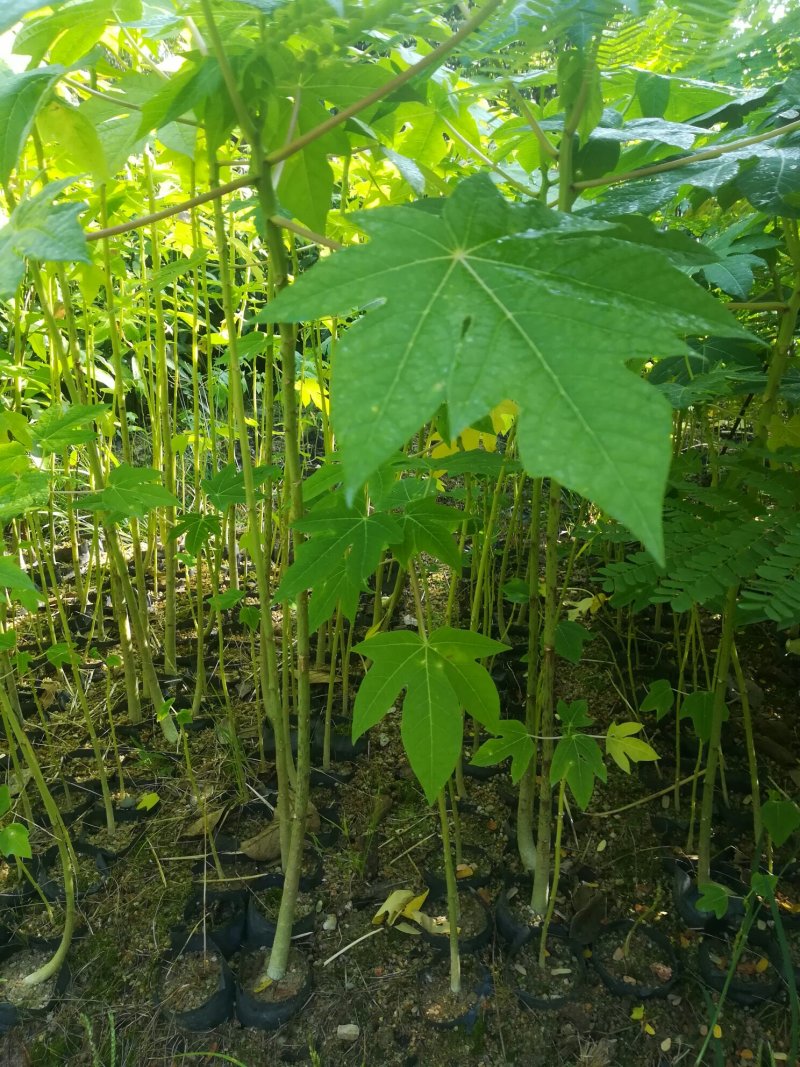 正宗水果木瓜苗（营养杯苗）