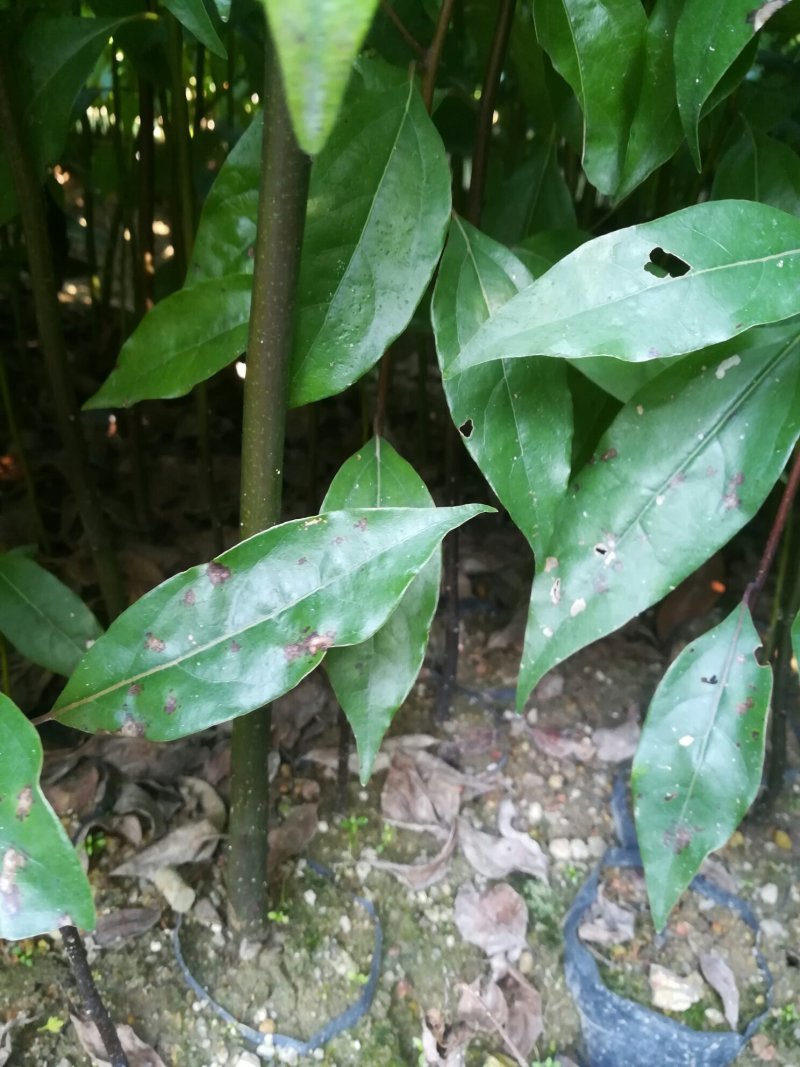 小叶香樟树苗营养杯苗