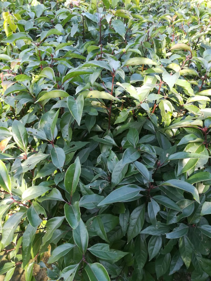 小叶香樟树苗营养杯苗