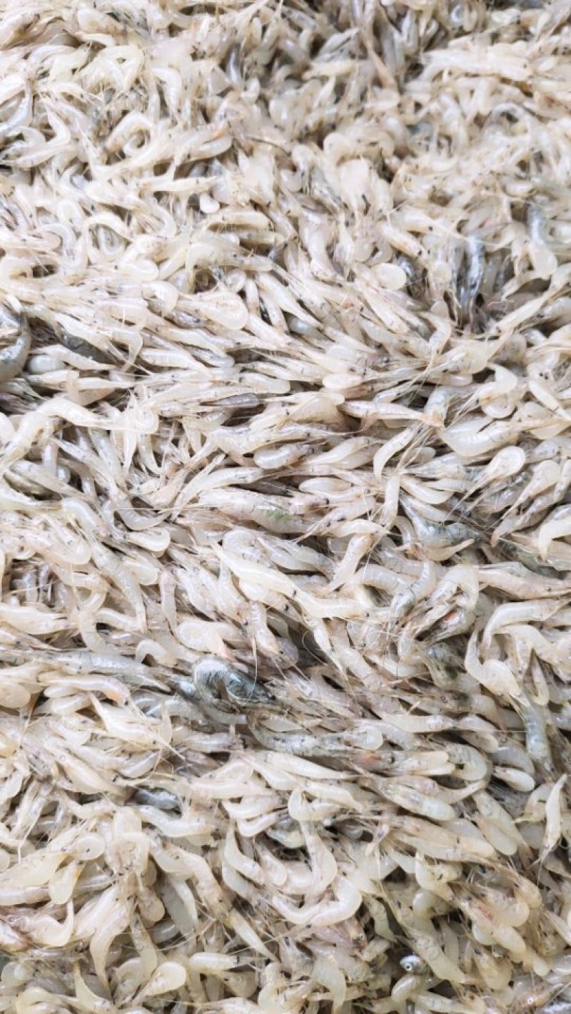 大量虾米