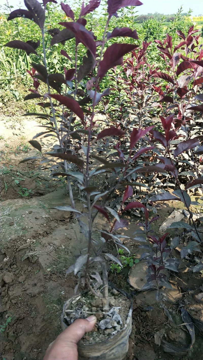 装盆紫叶矮樱，两条以上，