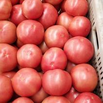 硬粉西红柿！弧三起步！质量好！价格合理！货源充足！