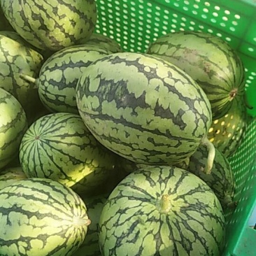 2k小掉瓜