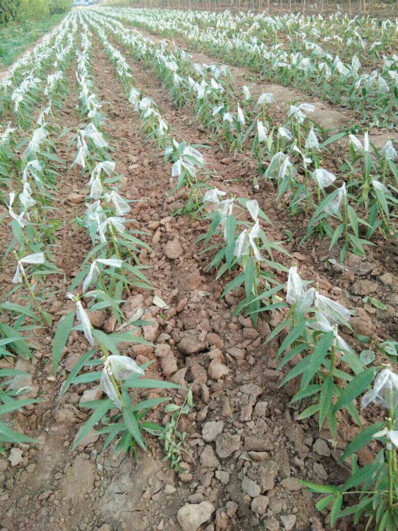 【下单就送】油蟠桃36-5桃树苗新品种油蟠桃树苗育苗基地