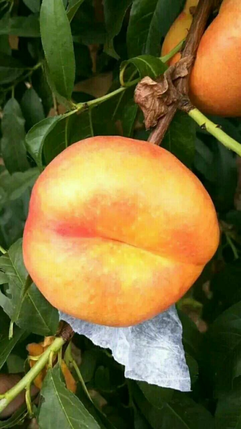 风味天后油蟠桃树苗，8月底成熟的油蟠桃树苗品种，桃树苗