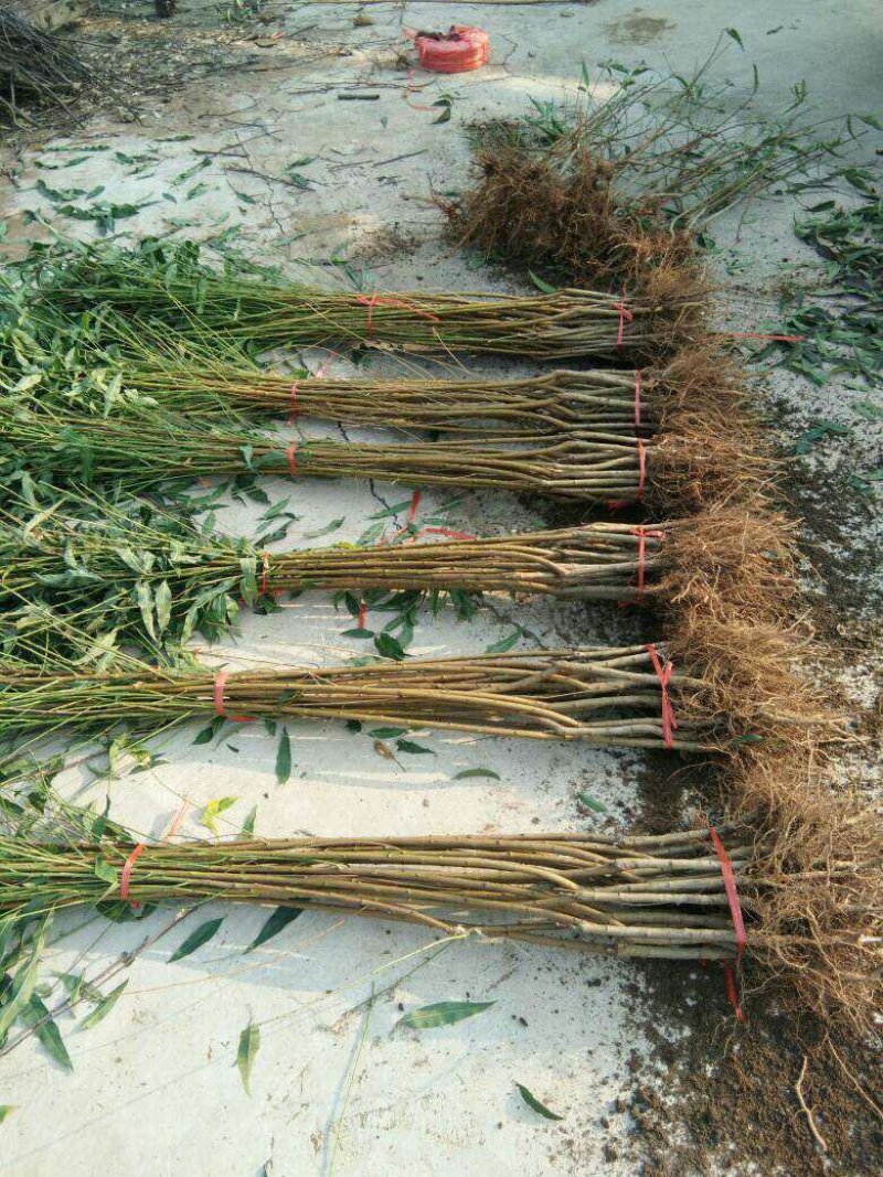 风味天后油蟠桃树苗，8月底成熟的油蟠桃树苗品种，桃树苗