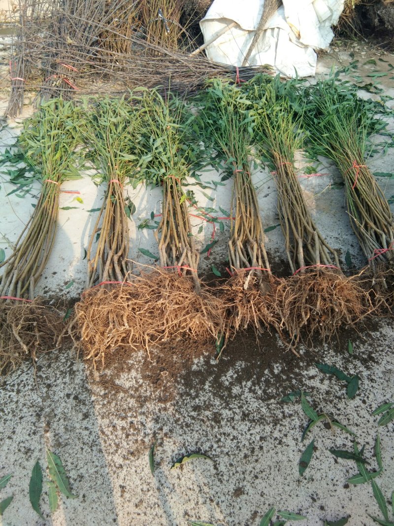 风味天后油蟠桃树苗，8月底成熟的油蟠桃树苗品种，桃树苗