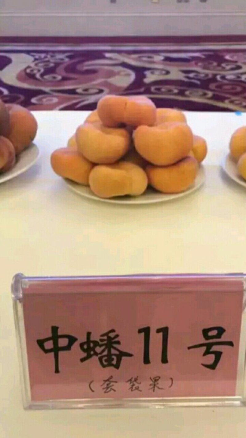 中蟠17黄肉毛蟠桃树苗，毛蟠桃系列桃树苗，蟠桃基地桃树苗