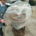 中蟠17黄肉毛蟠桃树苗，毛蟠桃系列桃树苗，蟠桃基地桃树苗