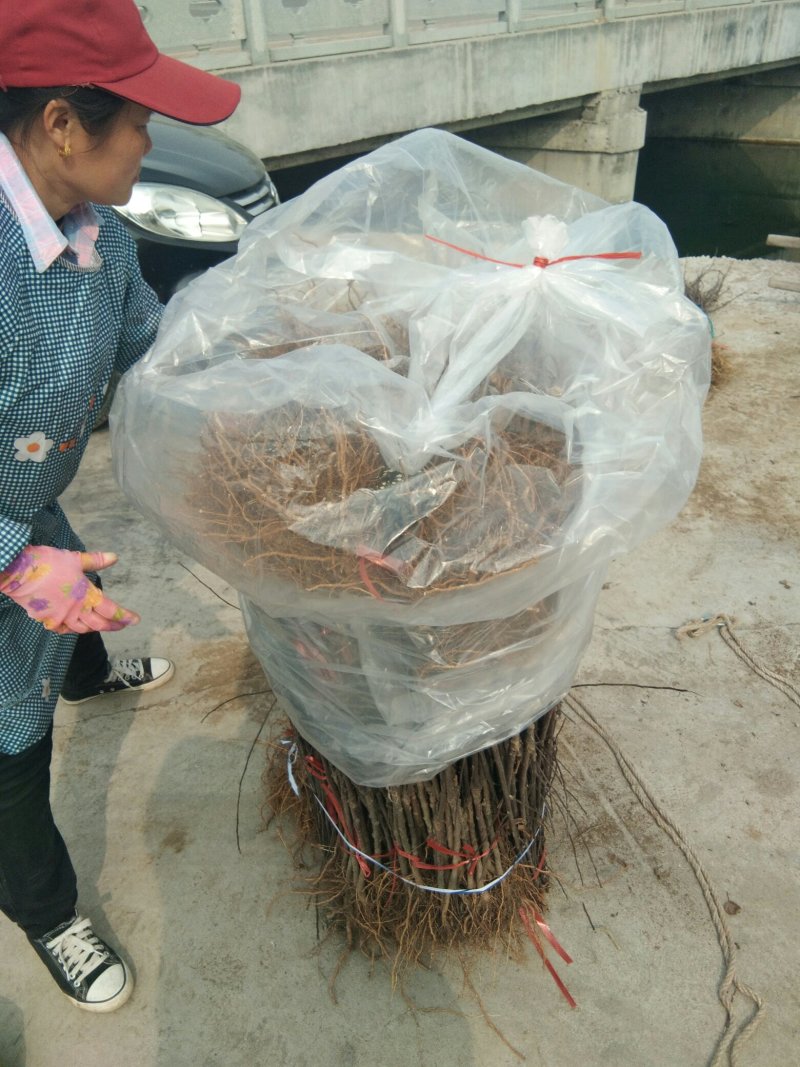 中蟠17黄肉毛蟠桃树苗，毛蟠桃系列桃树苗，蟠桃基地桃树苗