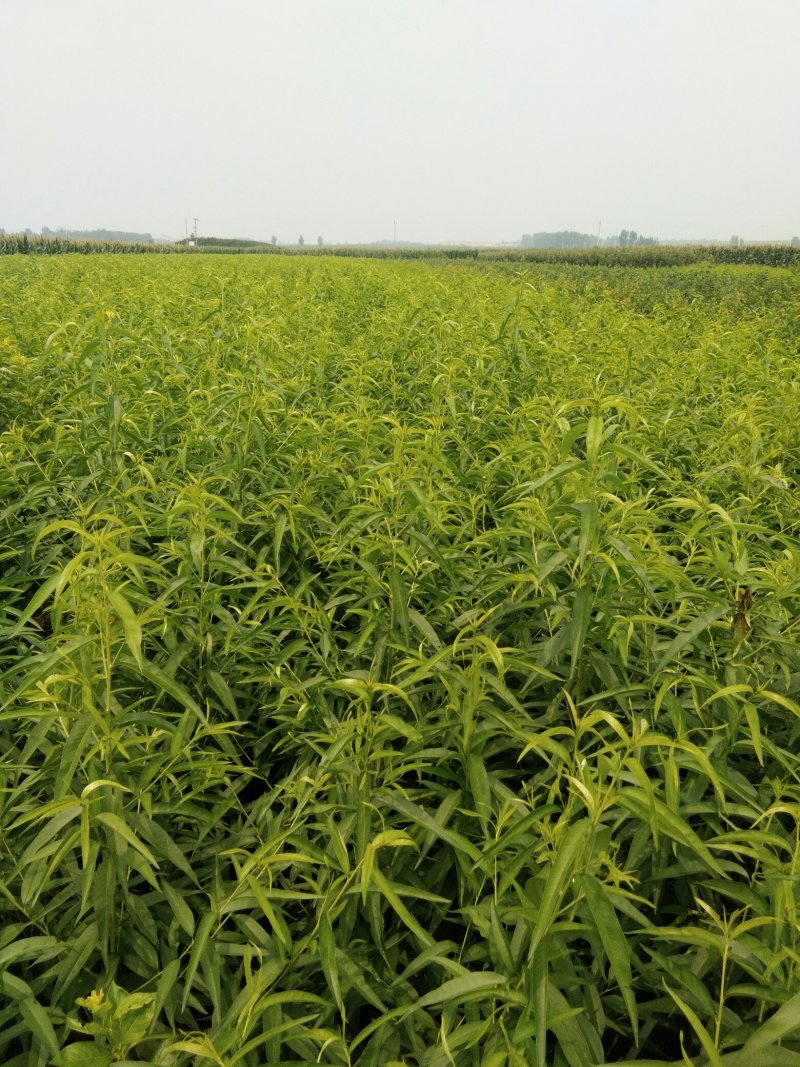 中蟠17黄肉毛蟠桃树苗，毛蟠桃系列桃树苗，蟠桃基地桃树苗