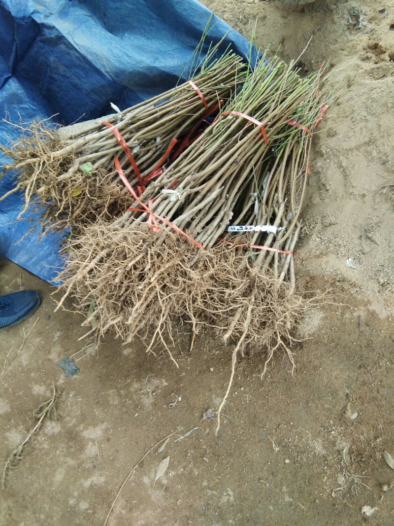 中蟠17黄肉毛蟠桃树苗，毛蟠桃系列桃树苗，蟠桃基地桃树苗